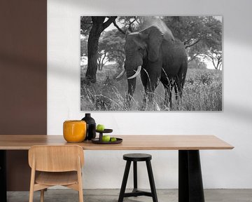 Afrikaanse olifant, Loxodonta africana