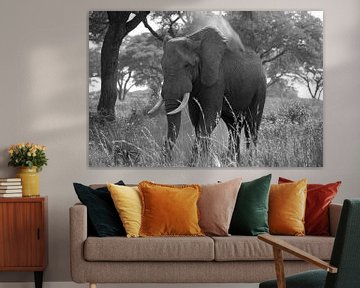 Afrikanischer Elefant, Loxodonta africana
