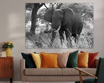 Afrikaanse olifant, Loxodonta africana van Alexander Ludwig