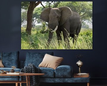 Afrikaanse olifant, Loxodonta africana van Alexander Ludwig
