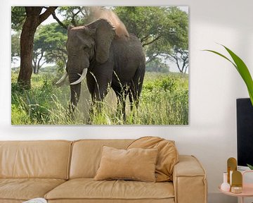 Afrikanischer Elefant, Loxodonta africana von Alexander Ludwig