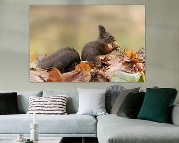 Eekhoorn in een herfstbos. van Albert Beukhof