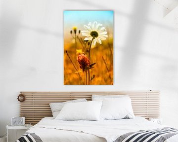flowers field with white marguerite by Anouschka Hendriks