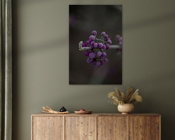 Gefrorene violette Beeren der Callicarpa von Mirjam van der Sluijs