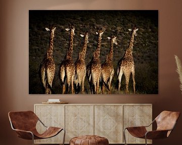 Les girafes en mouvement
