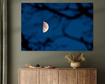 Halve maan achter een boom van Stephan Zaun