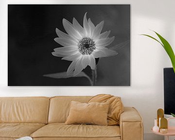 ZW Flower by VenPhoto