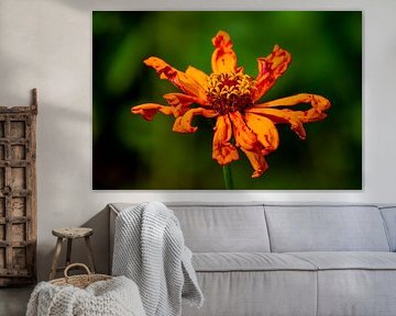 #flowers by Hannie Berkers-Looijmans
