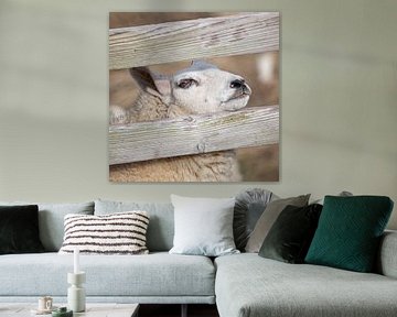 Texel Sheep.