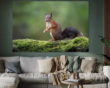Écureuil rouge mignon sur Elles Rijsdijk