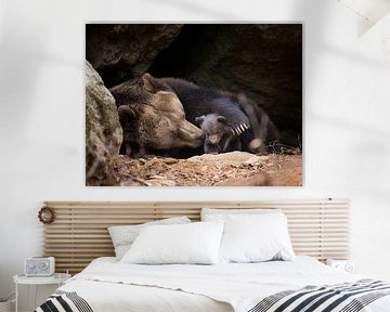 Brown bear family by Dieter Meyrl