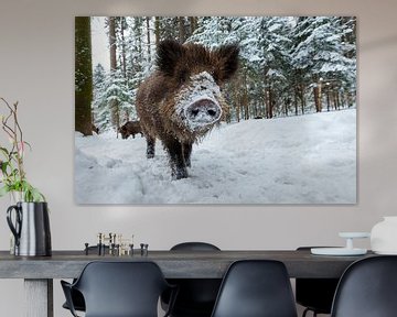 Wild boar in winter by Dieter Meyrl