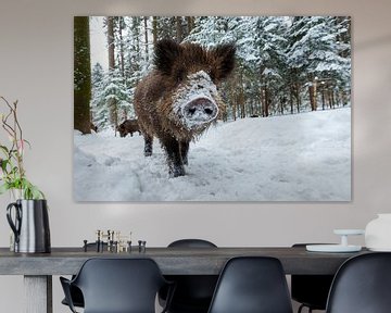 Wild boar in winter