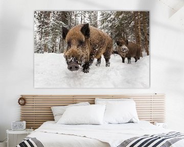 Wild boars in winter by Dieter Meyrl