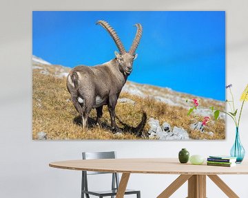 Old ibex in the Alps by Dieter Meyrl