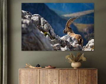 Ibex in the Alps