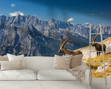 Ibex in the Alps with Watzmann in the background by Dieter Meyrl