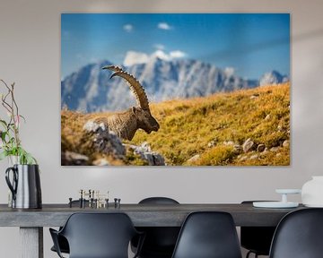 Steinbock  in den Alpen mit Watzmann im Hintergrund von Dieter Meyrl