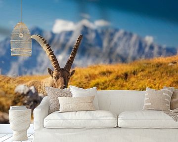 Ibex in the Alps with Watzmann in the background by Dieter Meyrl