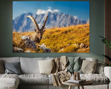 Steinbock  in den Alpen mit Watzmann im Hintergrund von Dieter Meyrl