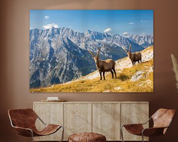 Ibex in the Alps with Watzmann in the background by Dieter Meyrl