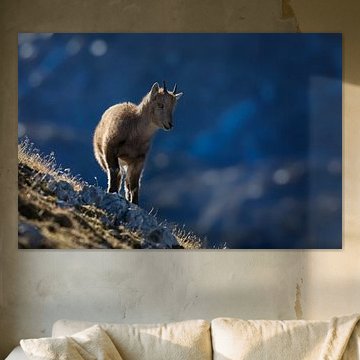 Junger Steinbock  in den Alpen