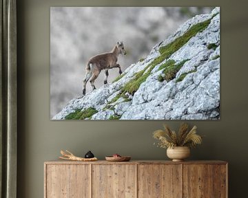 Reekalf van een steenbok in de Alpen van Dieter Meyrl