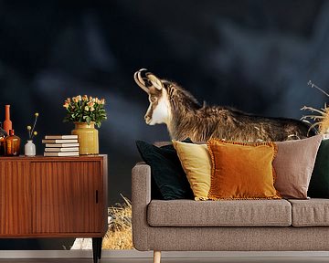 Chamois in the Alps by Dieter Meyrl