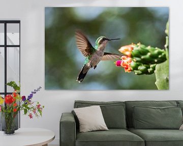 vrouwtje blauwstaardsmaragd kolibrie