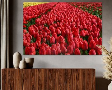 Rode tulpen by Michel van Kooten
