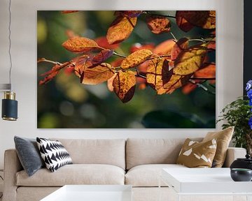 Prachtige kleuren in de herfst van cuhle-fotos