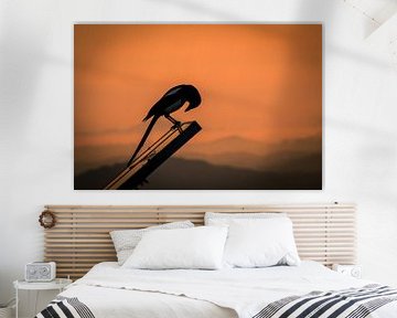 Magpie bows to the sunset by Ronald Huijben
