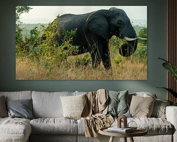 Kruger Park, olifant