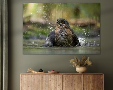 Sparrowhawk in bath