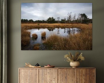 Natuurgebied De Kampina in Brabant. van OCEANVOLTA