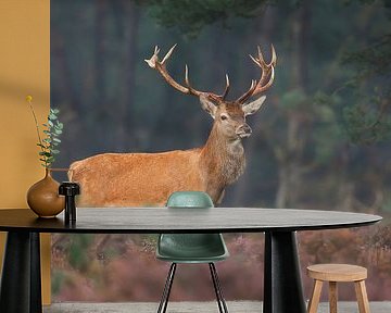 Red deer by Pim Leijen