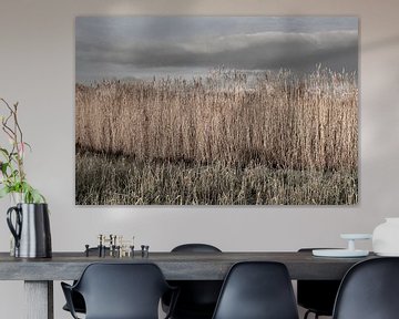 Reed by Johan Zwarthoed