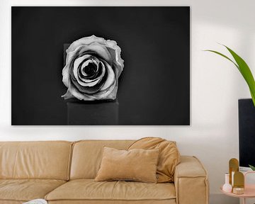 Rose schwarz und weiß von Roland de Zeeuw fotografie