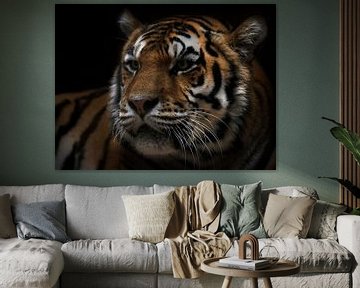 Tiger in Farbe von Jan Jacob Alers