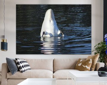 Swan in the water by Melanie Schook