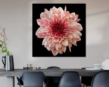 Chrysant  (Chrysanthemum)