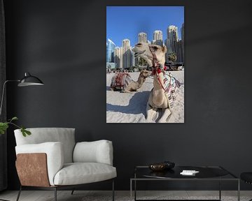 camels in dubai by sam van Spall