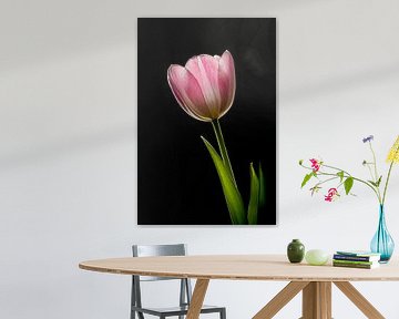 Tulip on black van John Bouma