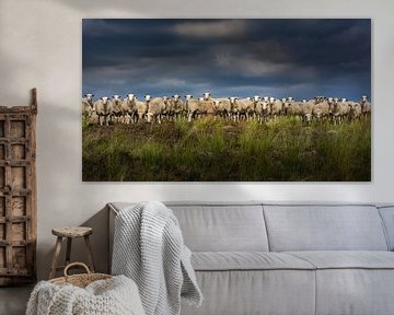 Nieuwsgierige schapen van de Maasduinen van Harold van den Hurk
