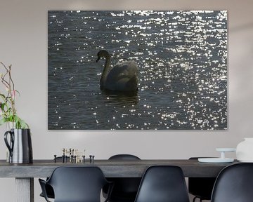 Zwaan in tegenlicht van de zon van Abra van Vossen