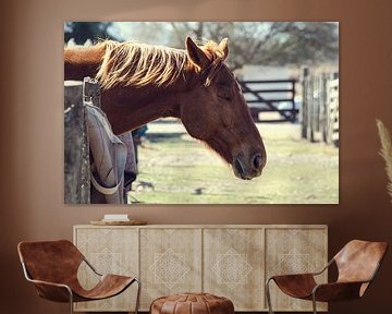 Tam paard in de stal - Rustig landelijk tafereel van Carolina Reina