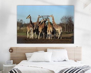 Giraffe van Melanie Schook