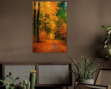 Pad door een beukenbos in de herfst van Sjoerd van der Wal Fotografie