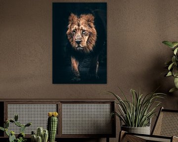 Alter gemächlicher Löwe im Focus. von Fotos by Jan Wehnert