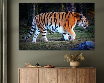 Tiger by Melanie Schook